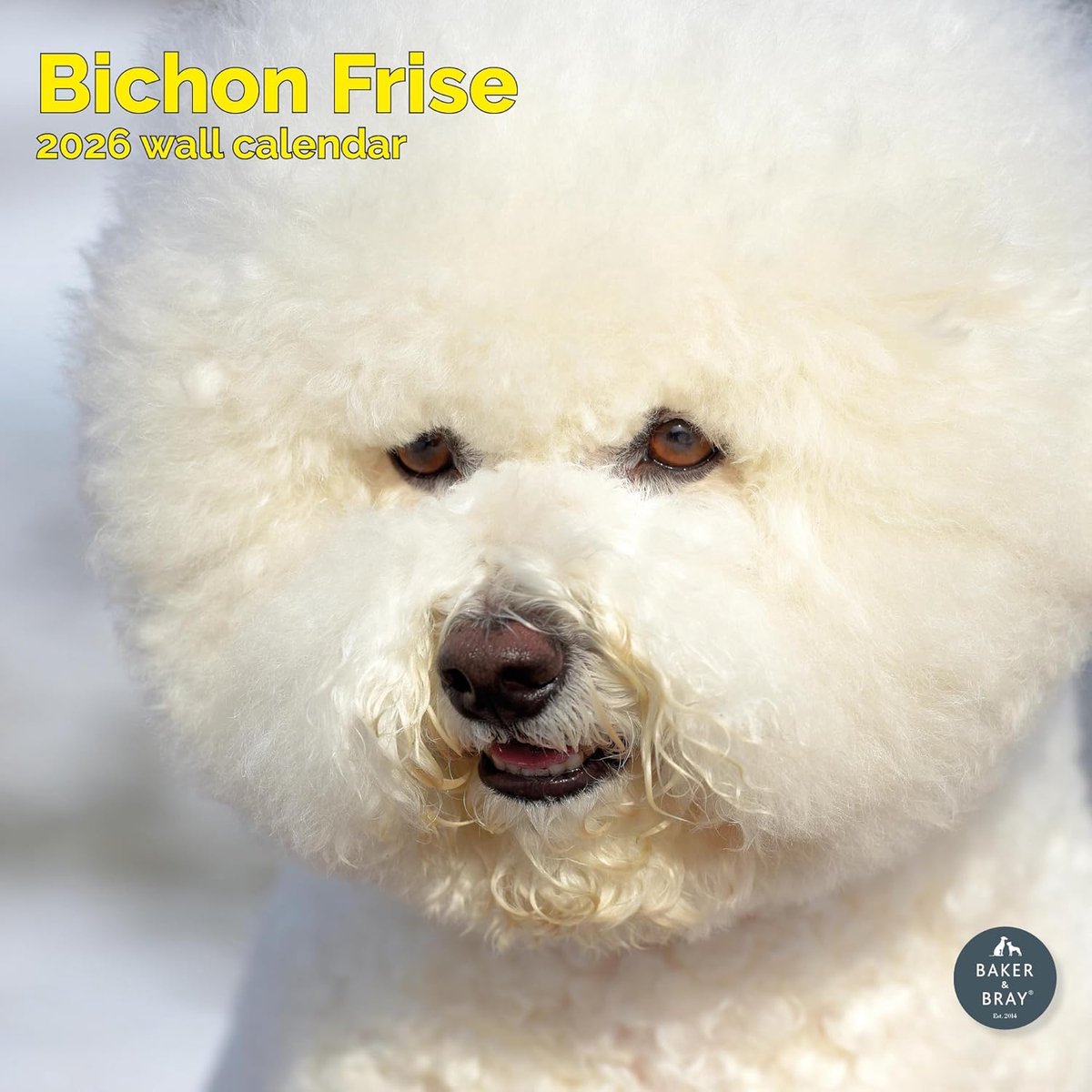 Bichon Frise Kalender 2027