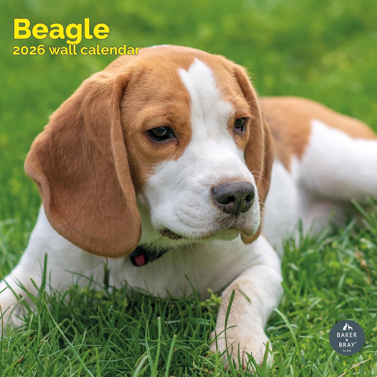 Beagle Kalender 2027