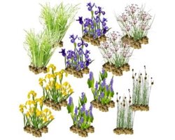 Wadi Planten Pakket – 8-12 m² – 180 winterharde filter- & moerasplanten – waterzuiverend & biologisch evenwicht – plantenfilter voor vijver of wadi