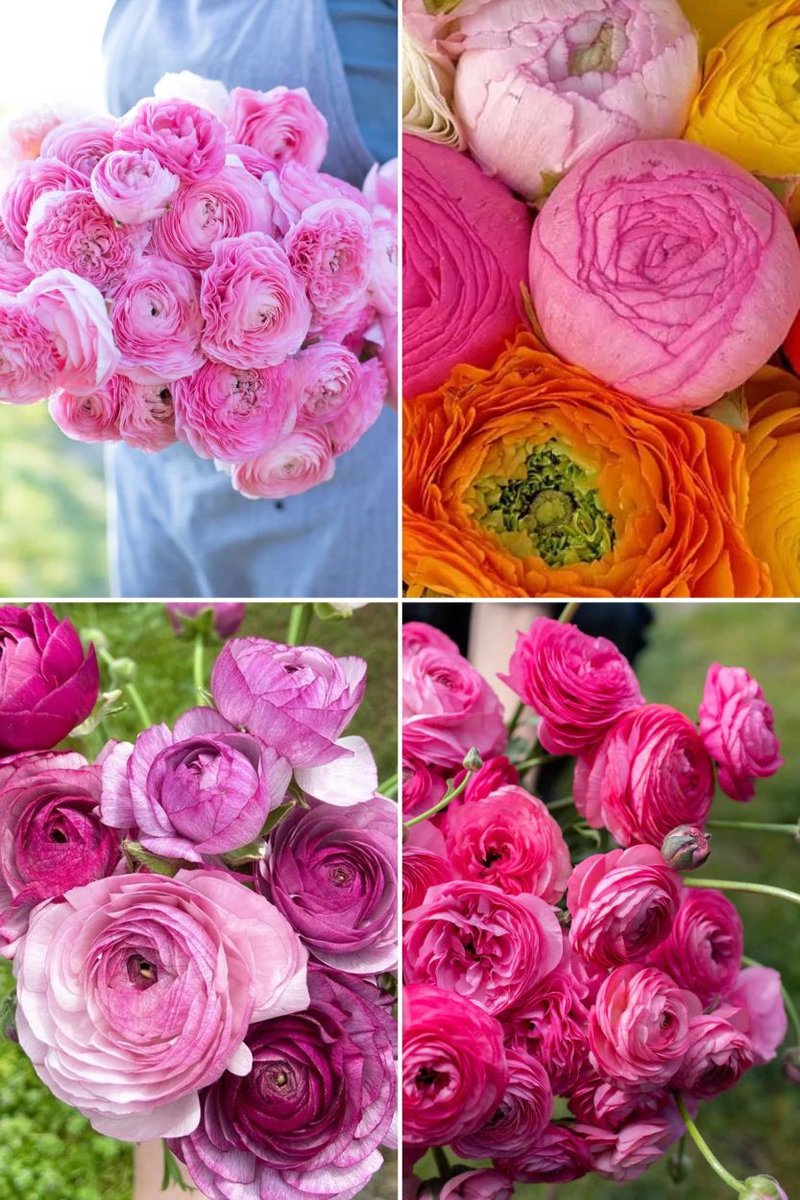 Ranunculus Amandine Collectie | 40 stuks | Ranonkel