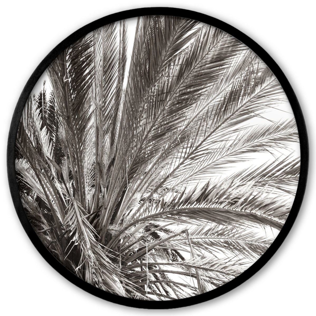 FrameYourWall Poster in lijst Rond - Fotolijst 40x40 cm - Posters - Palmboom - Tropisch - Zwart - Wit - Ronde posterlijst zwart - Decoratie - Wanddecoratie woonkamer - Muurdecoratie slaapkamer
