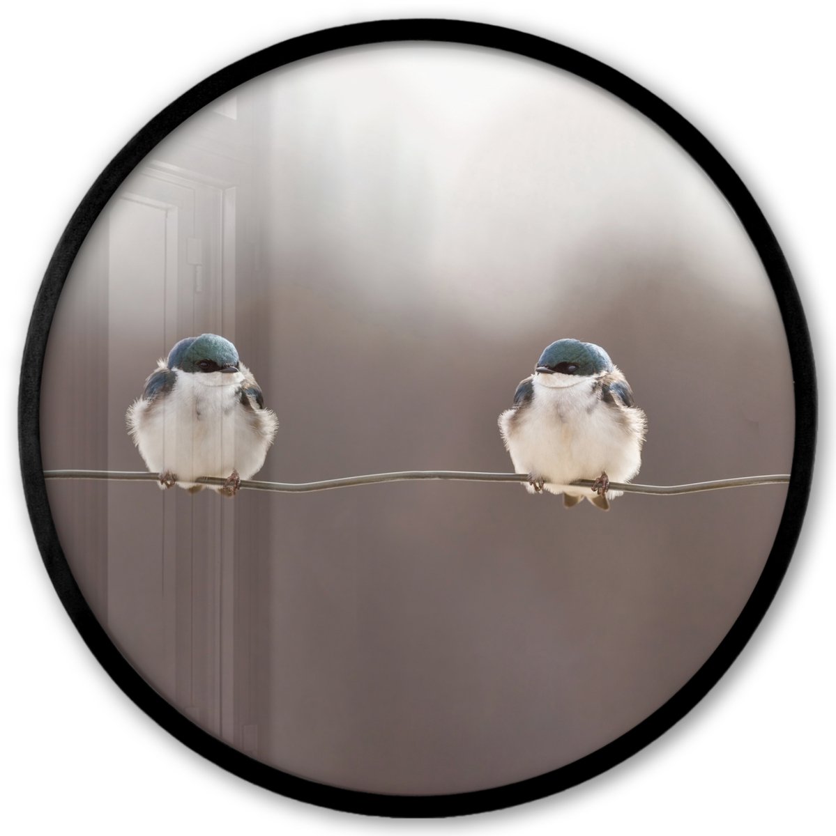 FrameYourWall Poster in lijst Rond - Fotolijst 40x40 cm - Posters - Vogels - Dieren - Draad - Portret - Ronde posterlijst zwart - Decoratie - Wanddecoratie woonkamer - Muurdecoratie slaapkamer Multicolor