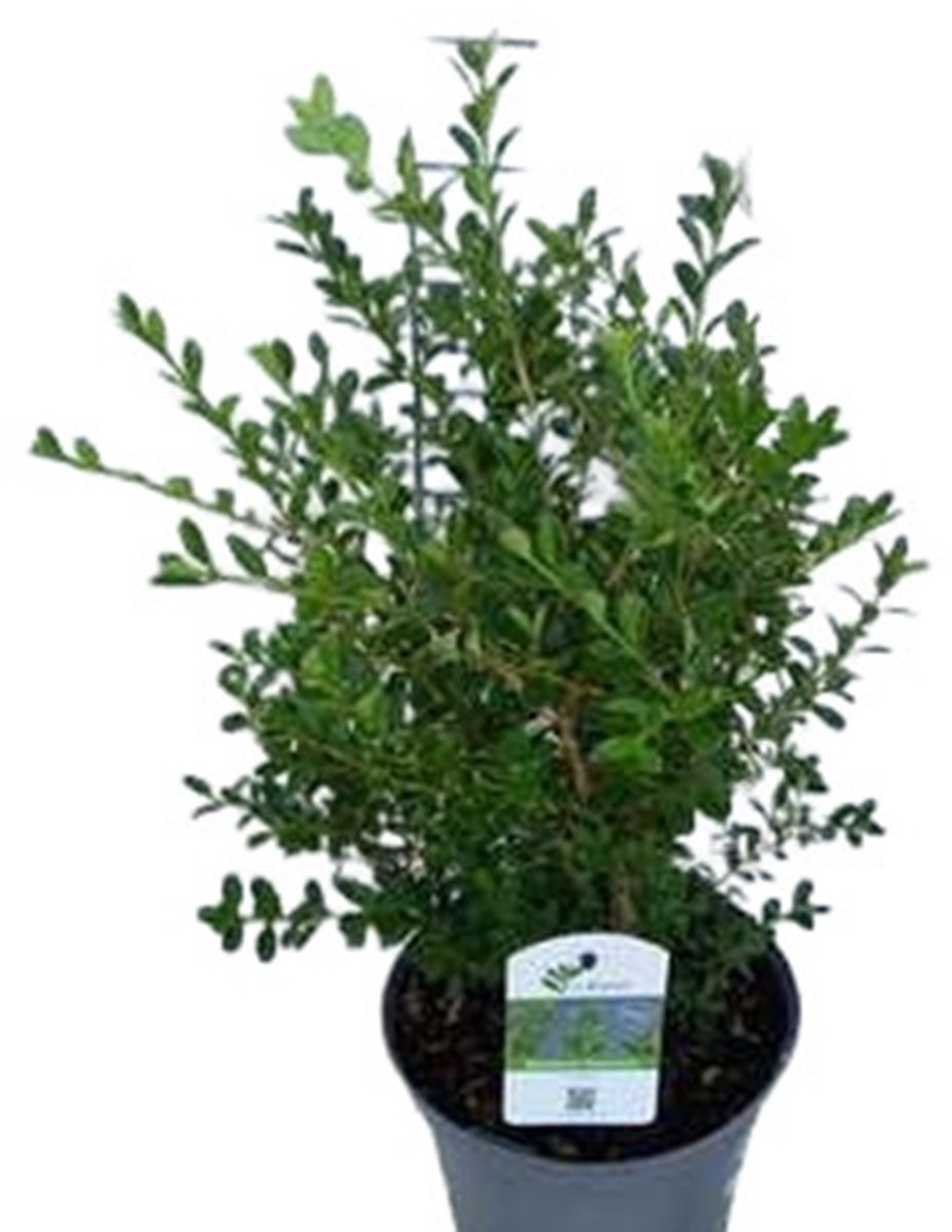 Betterbuxus 'Renaissance' – 25-30 cm – Wintergroene Heester – Langzame & Compacte Groei – Meerjarig & Schimmelresistent – Perfect voor Lage Hagen & Borders