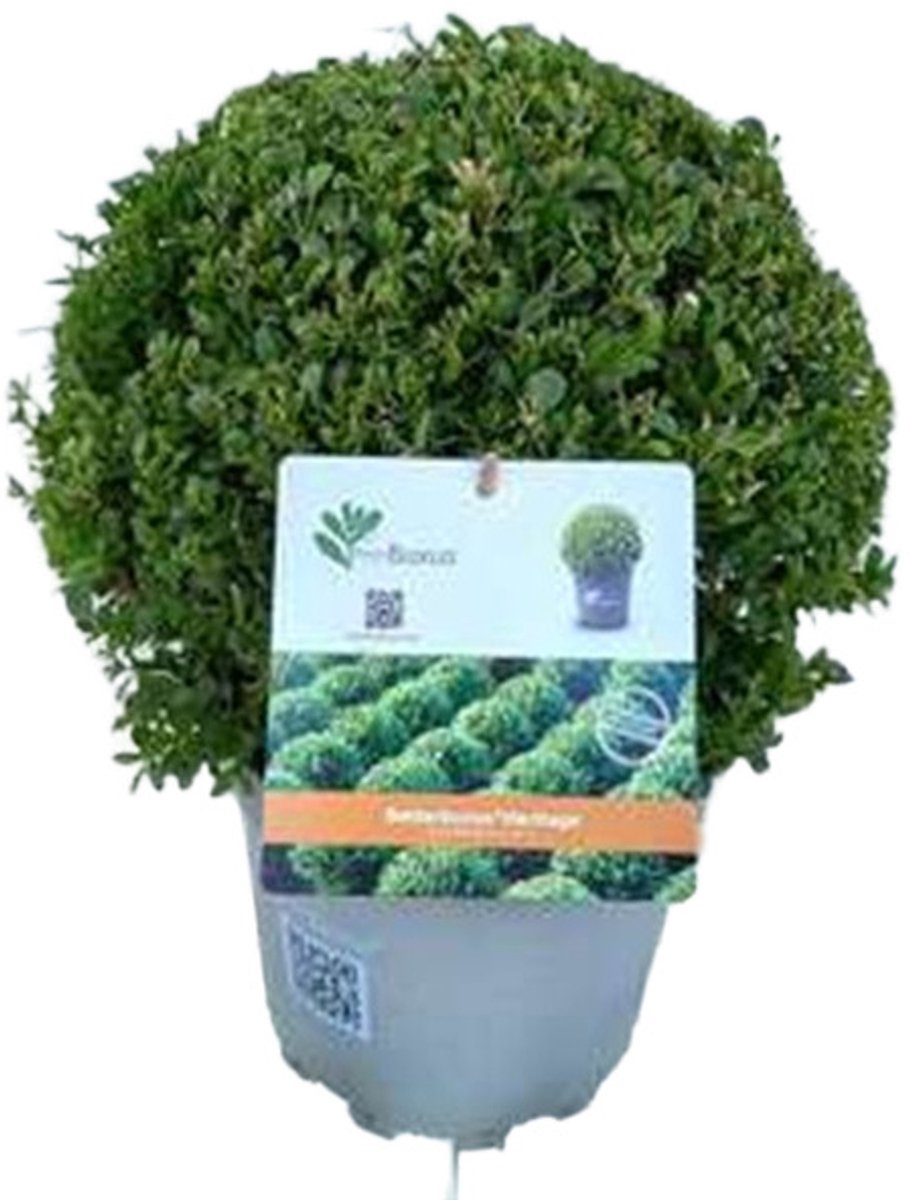 Betterbuxus 'Heritage' – 30/ + cm - Compacte, Schimmelresistente en Rupsbestendige Buxus voor Hagen en Vormsnoei