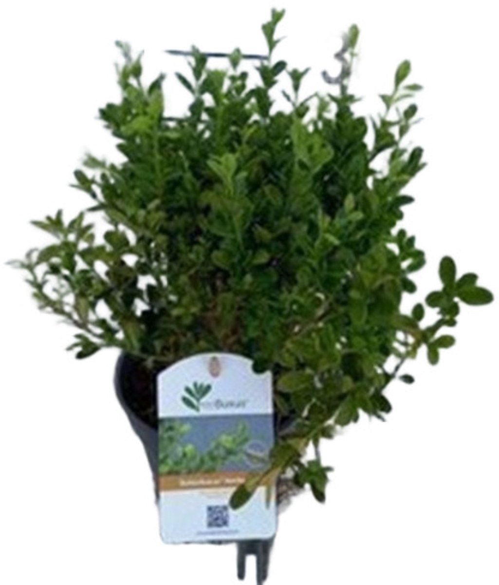 Betterbuxus 'Heritage' – 20-25 cm - Compacte, Schimmelresistente en Rupsbestendige Buxus voor Hagen en Vormsnoei
