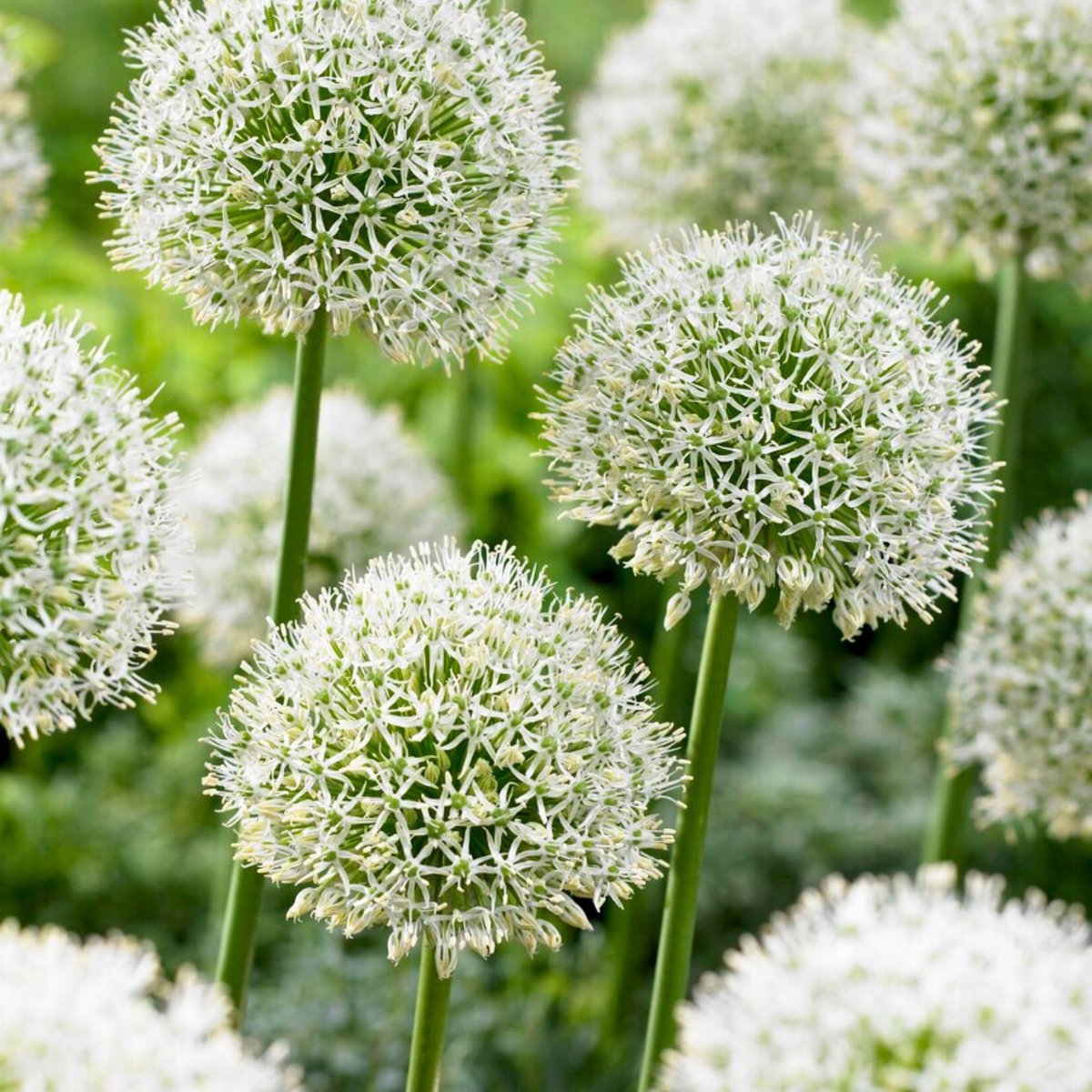 Reuzensierui (Allium Giganteum) - Allium Mont Blanc - Sierui - Moestuin - Bijen-Vlinders - Snijbloemen - Zomerbollen - Voorjaarsbollen