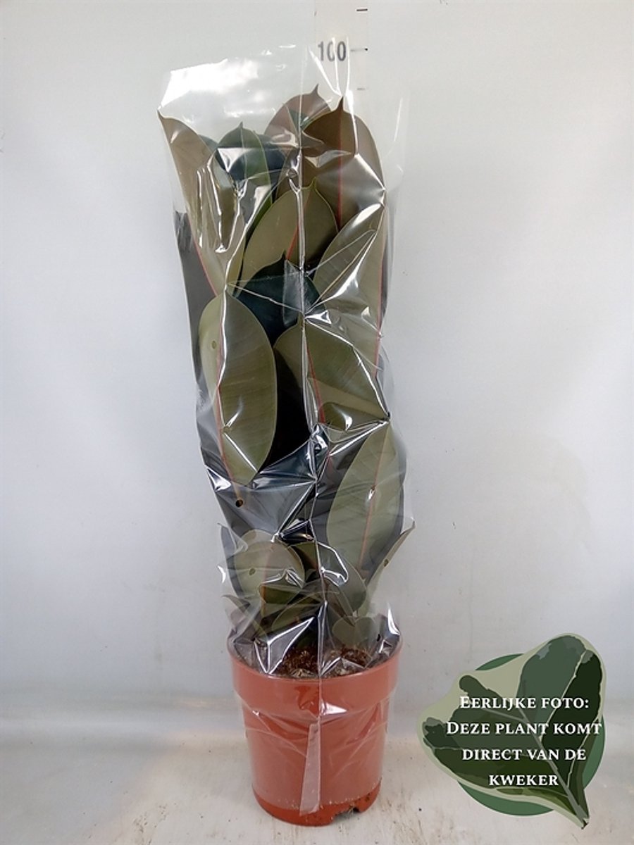 Ficus elastica 'Abidjan' - Hoogte 75cm - Potmaat 24cm - Luchtzuiverende Kamerplant - Plant binnen