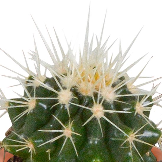 Megamix 15 pièces - Cactus et succulentes 5,5 cm en pot mexicain