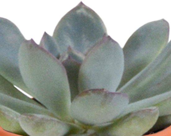 Megamix 15 pièces - Cactus et succulentes 5,5 cm en pot mexicain