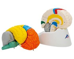 Menselijk Anatomiemodel met Hersenfunctie en Gratis Anatomiesoftware - 8-delig