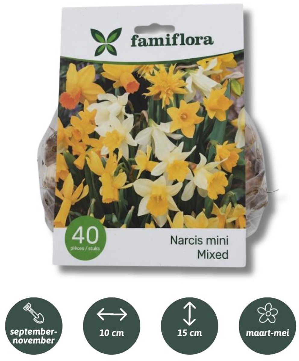 Famiflora Narcis Mini Mix - Voorjaarsbloeiers - 40 bloembollen - Overvloed aan narcissenpracht voor een indrukwekkend tuinbeeld - Brengt frisse lente-energie en vrolijkheid in je buitenruimte