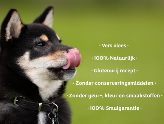 Zwarte en bruine Shiba Inu likt zijn neus. Achtergrond met Nederlandse tekst over hondenvoer.