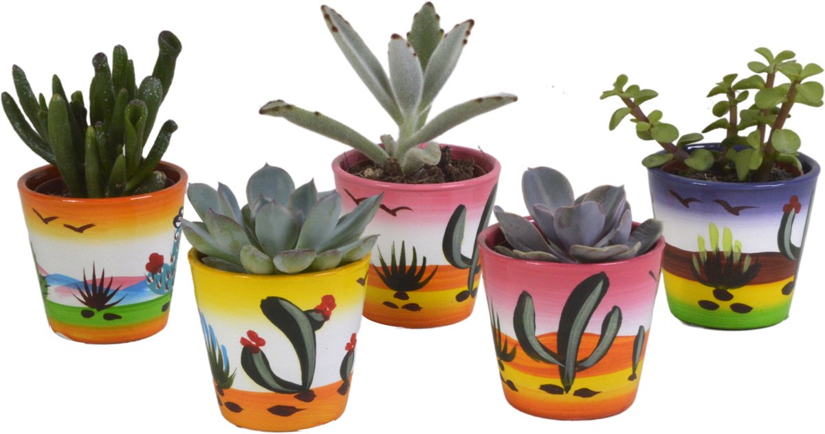 Vetplanten mix 5.5 cm in Mexicaanse pot | 5 stuks
