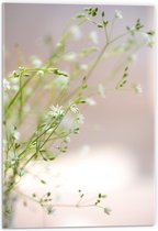 Acrylglas - Groene Plantjes met Witte Bloemetjes - 40x60cm Foto op Acrylglas (Wanddecoratie op Acrylglas)