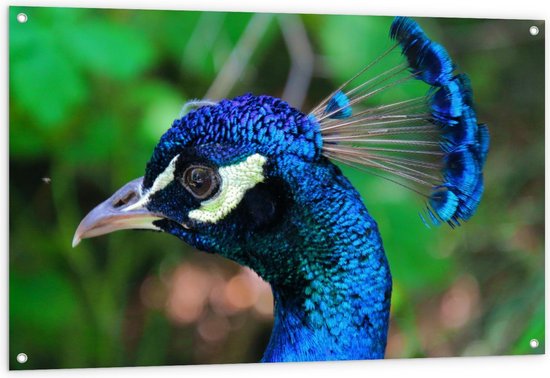 Tuinposter – Vogel met Mooie Blauwe Veren - 120x80cm Foto op Tuinposter  (wanddecoratie voor buiten en binnen)