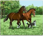 Schilderen op Nummer Paard 40x50 Volwassenen & Kinderen - Kleuren op Nummer - Paint by Number - Hobbypainting.nl®