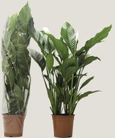 Kamerplant van Botanicly – Lepelplant  – Hoogte: 140 cm – Spathiphyllum Sweet Sebastiano