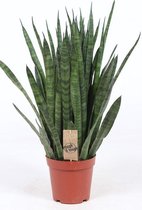 Kamerplant van Botanicly – Vrouwentongen – Hoogte: 65 cm – Sansevieria kirkii