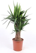 Kamerplant van Botanicly – Palmlelie – Hoogte: 120 cm – Yucca elephantipes