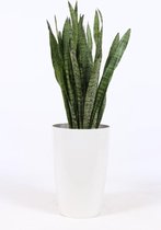 Kamerplant van Botanicly – Vrouwentongen in witte plastic pot 'Santorini' als set – Hoogte: 100 cm – Sansevieria Zeylanica