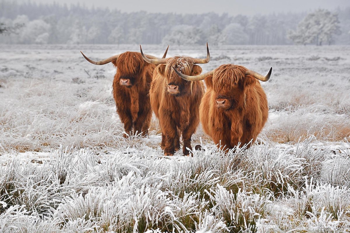 Schotse hooglanders op canvasdoek 18mm dik frame 150x100cm - Foto op canvas - Wanddecoratie - Textiel Meester aan de muur