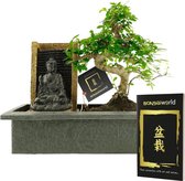 Bonsaiworld Bonsai Boompje - Boeddha Waterval Set - 10 jaar oud - Hoogte 30-35 cm