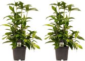 Duo 2x Dracaena Surculosa