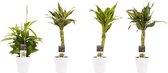 Combi 1 x Dracaena Surculosa 1 x Dracaena Sandriana white 1 x Dracaena Sandriana victory 1 x Dracaena Sandriana gold met Anna white