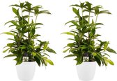 Duo 2x Dracaena Surculosa met Elho brussels white