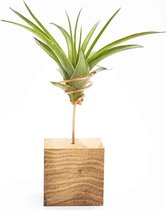 luchtplantje tillandsia capitata standaard (Airplants)