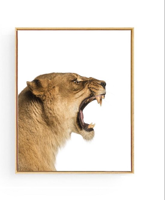 Poster Safari Leeuwin Brul  - 80x60cm - Safari Jungle Dieren - Muurdecoratie