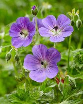 6 x Geranium 'Rozanne' - Ooievaarsbek pot 9x9cm