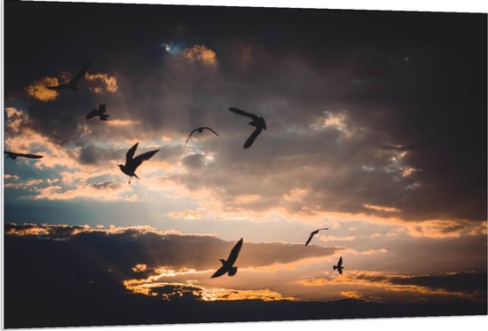 Forex - Vogels onder Wolken - 120x80cm Foto op Forex