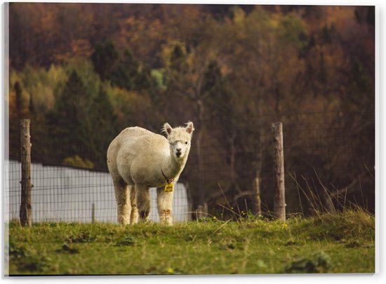 Acrylglas - Witte Alpaca in de Verte - 40x30cm Foto op Acrylglas (Met Ophangsysteem)