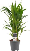 SIMPLYBLOOM.EU - Areca (Dypsis lutescens)