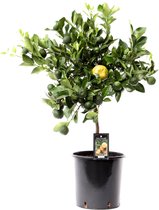 SIMPLYBLOOM.EU - Citrus Pursha
