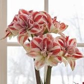 3 x Amaryllis | Hippeastrum | Bright Nymph  | nieuwe oogst | grote bol | meerdere bloemstelen | vroegbloeier | grote bloemen