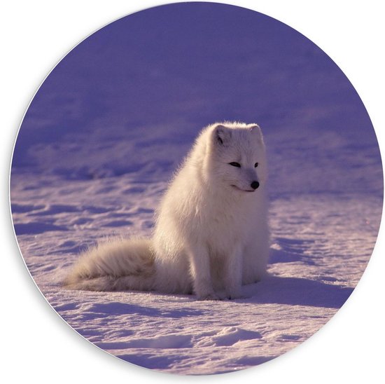 Forex Wandcirkel - Wolfje in de Sneeuw - 80x80cm Foto op Wandcirkel (met ophangsysteem)