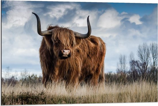 Dibond - Oss in de natuur  - 90x60cm Foto op Aluminium (Wanddecoratie van metaal)