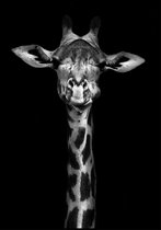 Poster Giraffe zwart