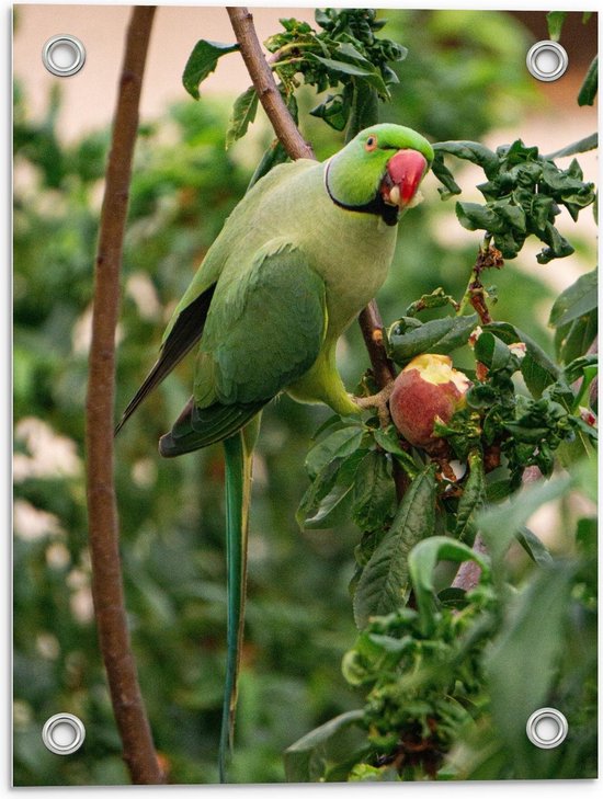Tuinposter – Groene Vogel op Appelboom  - 30x40cm Foto op Tuinposter  (wanddecoratie voor buiten en binnen)