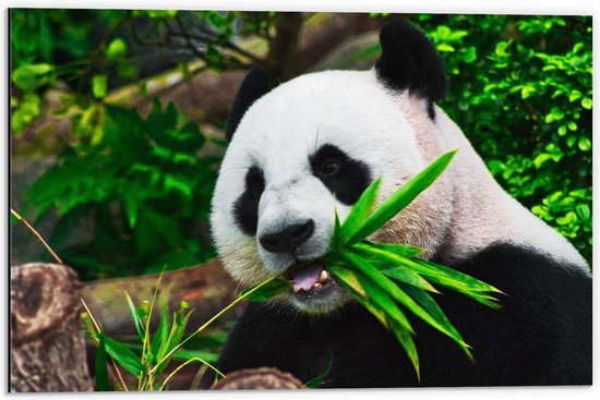 Dibond - Reuzenpanda Eet Bamboe - 60x40cm Foto op Aluminium (Wanddecoratie van metaal)