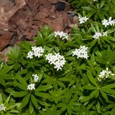 25 x Galium odoratum - Lievevrouwebedstro in 9x9cm pot met hoogte 5-10cm