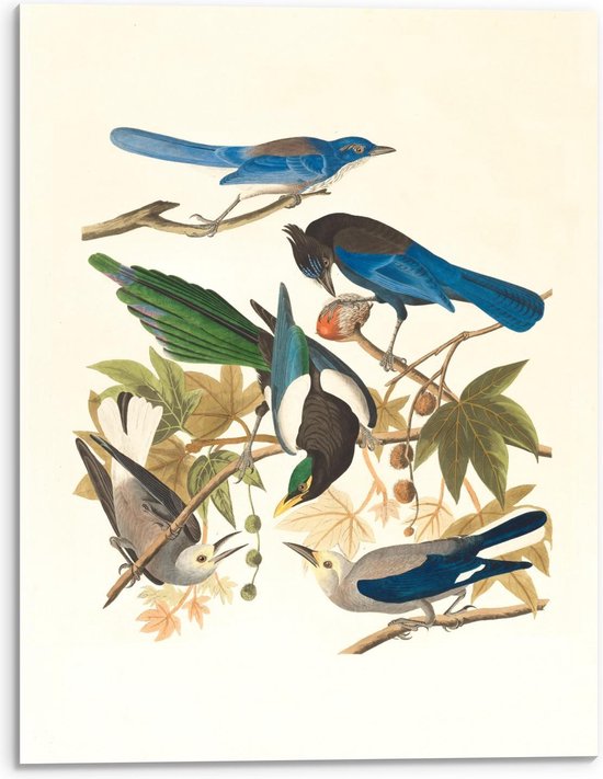 Acrylglas - Blauwe met Grijze vogels op Takjes getekend - Foto op Acrylglas (Met Ophangsysteem)
