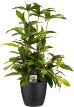 Kamerplant van Botanicly – Drakenboom incl. sierpot zwart als set – Hoogte: 55 cm – Dracaena surculosa