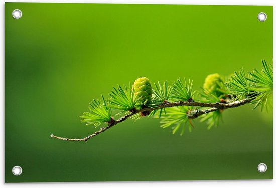 Tuinposter – Tak met Groene Bladeren - 60x40cm Foto op Tuinposter  (wanddecoratie voor buiten en binnen)