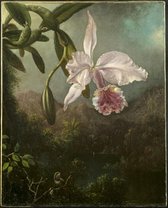 Martin Johnson Heade, Bloeiende orchidee, 1873 op canvas, afmetingen van dit schilderij zijn 60 X 100 CM