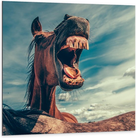 Dibond - Paard met een Grote Bek  - 100x100cm Foto op Aluminium (Wanddecoratie van metaal)