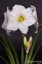 Amaryllis 'White Star' | Hippeastrum per stuk - Bloembol in kwekerspot ⌀12 cm - ↕30 cm