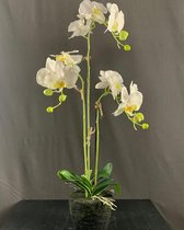 Seta Fiori - Orchidee - Phalaenopsis - Orchideeënplant - Kunstplant voor binnen - 75cm - in pot - wit -